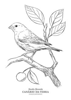 a bird sitting on top of a tree branch next to leaves and an olive fruit