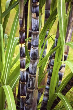 some very tall bamboo trees with green leaves in the background and grass on the ground