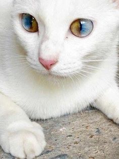 a white cat with blue and yellow eyes laying on top of a stone floor looking at the camera