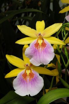 two yellow and pink flowers with green leaves