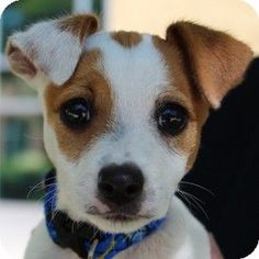 a small brown and white dog wearing a blue collar