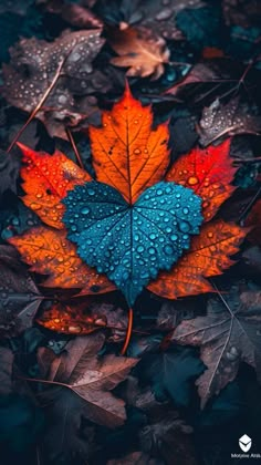 an orange and blue leaf with water droplets on it's leaves in the ground