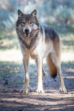 a wolf standing in the middle of a dirt road with grass and trees behind it