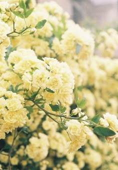 white flowers with green leaves in the foreground