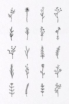 the different types of flowers are drawn in black ink on white paper, and each flower has