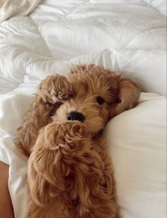 a small brown dog laying on top of a white bed covered in blankets and pillows