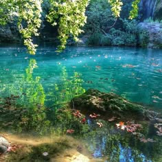 the water is so clear that it looks like they could be swimming in this river