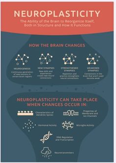 Brain Anatomy And Function, Healthy Eating Books, Brain Exercises, Poster S, Psychology Notes, Neural Connections, Psychology Studies, Vision Therapy