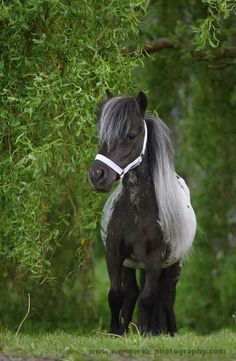 a black and white horse standing under a tree