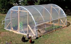 several chickens are walking around in the grass near a small greenhouse that has been built