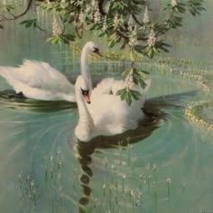 two white swans swimming in the water together