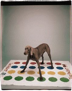 a brown dog standing on top of a polka dot rug