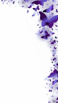 purple butterflies on white background with space for text