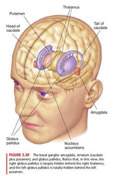 the human brain and its functions