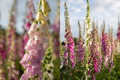 pink and white flowers with green stems in the foreground, and blue sky in the background