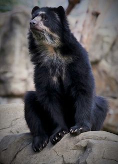 a black bear sitting on top of a rock