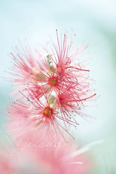 a pink flower is in the foreground with blurry green and blue sky behind it