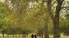 two people walking down a leaf covered path in an autumn park with trees lining both sides