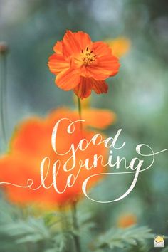 an orange flower with the words good morning on it