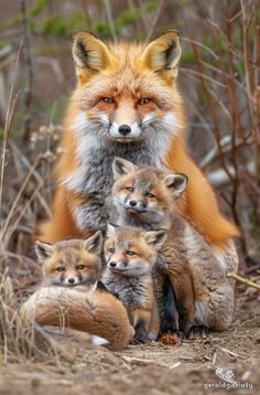 Wild Animals Photos, Wild Animals Pictures, Animals Amazing, Wild Dogs, Baby Fox, Cute Wild Animals, Wildlife Animals, Cute Animal Pictures, Sweet Animals