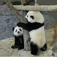 two panda bears sitting on top of a tree