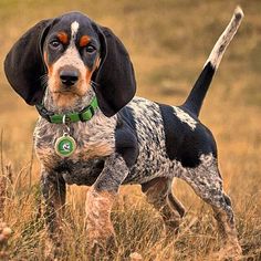 a black and brown dog standing on top of a dry grass field