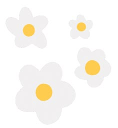 four white flowers with yellow centers on a white background