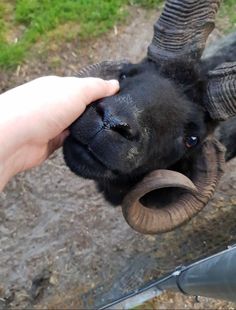 a person petting the head of a black animal with large horns on it's face