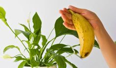 a person holding a banana over a potted plant