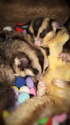 two sugar glideries cuddle together on top of a pile of stuffed animal toys