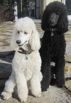 two poodles are sitting on the ground in front of a house and one is looking at the camera