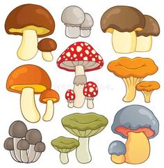 different types of mushrooms on a white background stock photo - 547982