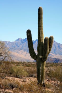 a large cactus with mountains in the background