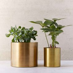 two gold planters with green plants in them