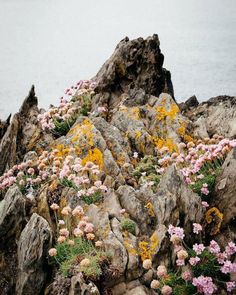 flowers growing out of the rocks by the water