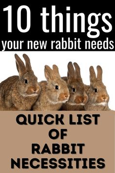 rabbits with the words 10 things your new rabbit needs in front of them and an image of