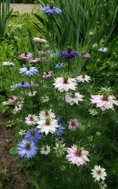 some very pretty flowers in the grass