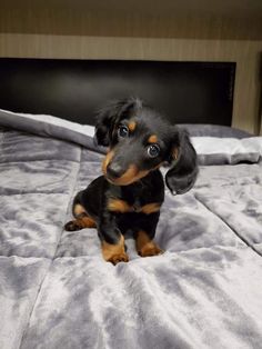 a small black and brown dog sitting on top of a bed