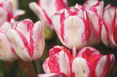 red and white striped tulips are blooming in the garden, with green stems