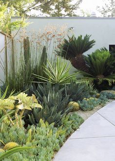 an outdoor garden with various plants and trees