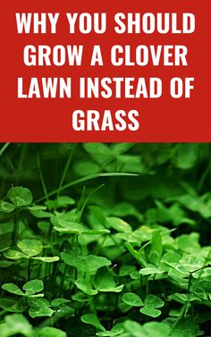 green plants with the words, why you should grow a clover lawn instead of grass