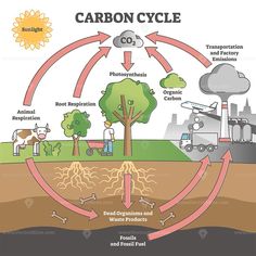 the carbon cycle diagram showing how it works