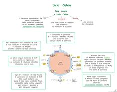 a diagram showing the different types of cells