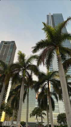 palm trees in the foreground and skyscrapers in the background