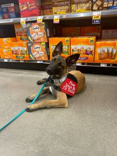 a dog is sitting on the floor with a leash