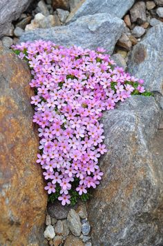 small pink flowers growing out of some rocks