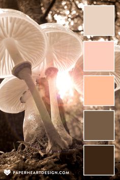 the mushrooms are all different colors in this color palette, and it looks like they're