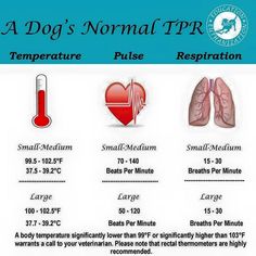 a dog's normal tpr temperature and its description