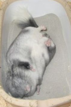 a white and black animal laying in a bath tub with its head inside the water