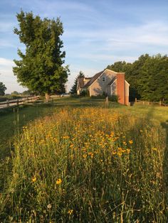 a field with yellow flowers in front of a house and trees on the other side